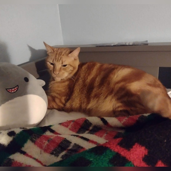 Meet your Posher, Theresia - Picture 2 of 5